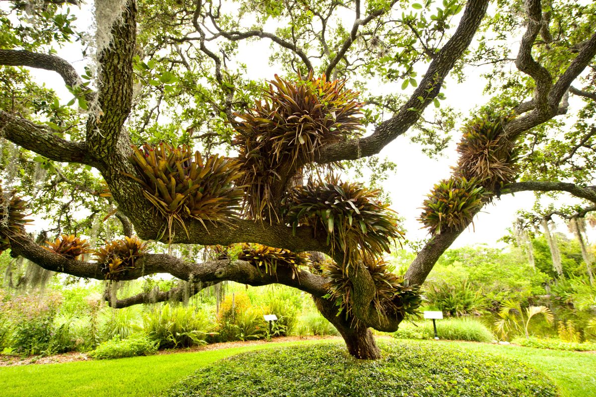 In an undated photo courtesy of Marie Selby Botanical Gardens, a historic oak on its grounds that offers an ideal perch for epiphytic Neoregelia marmorata bromeliads. Bromeliads tend to have an “easy disposition” that allows them to flourish in low light with infrequent watering.  (COURTESY OF MARIE SELBY BOTANICAL GARDENS)