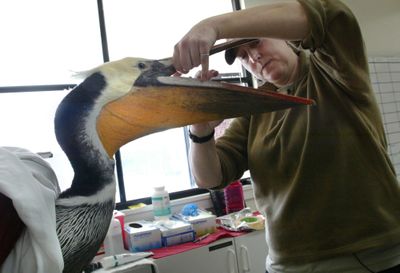 Michelle Bellizzi, rehabilitation manager at the International Bird Rescue Research Center, performs an intake evaluation on a pelican Jan. 6 in Fairfield, Calif.  (Associated Press / The Spokesman-Review)