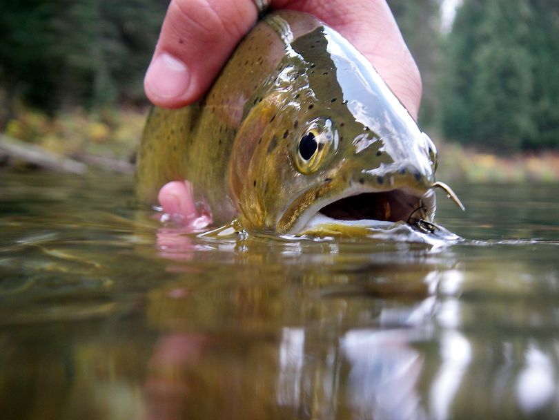 A cutthroat trout meets the camera before being released.