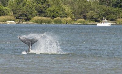 
The lost whales were slapping their tails Tuesday, which can be a sign of distress.  
 (Associated Press / The Spokesman-Review)