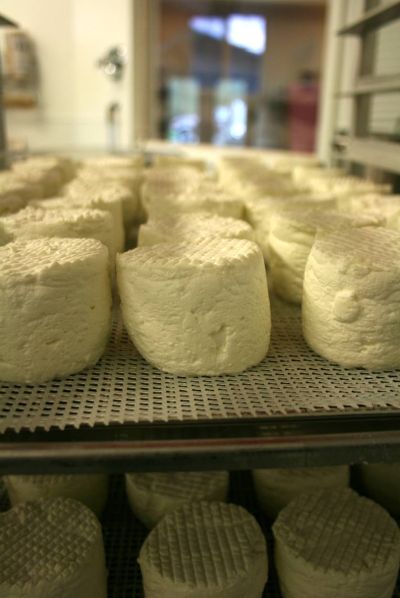 The chevre at Chattaroy Cheese Co. is made from the milk of pasture-raised Nubian goats, which foodies can visit during an open house Sunday. (Steve Christilaw)