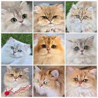 British Longhair 