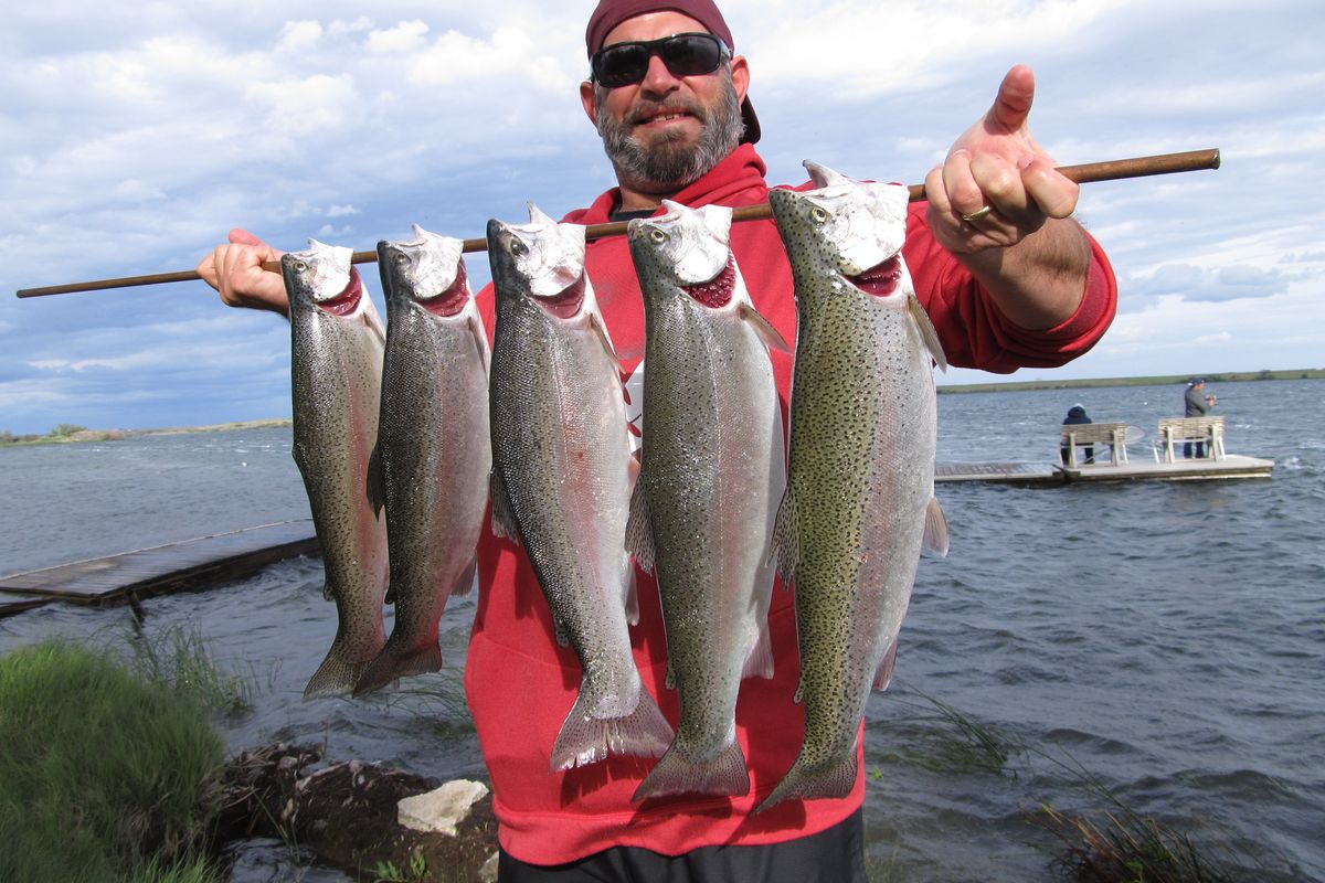 Josh Fedder holds a limit of rainbow trout caught from the Four Seasons Campground on Sprague Lake. (Scott Haugen)