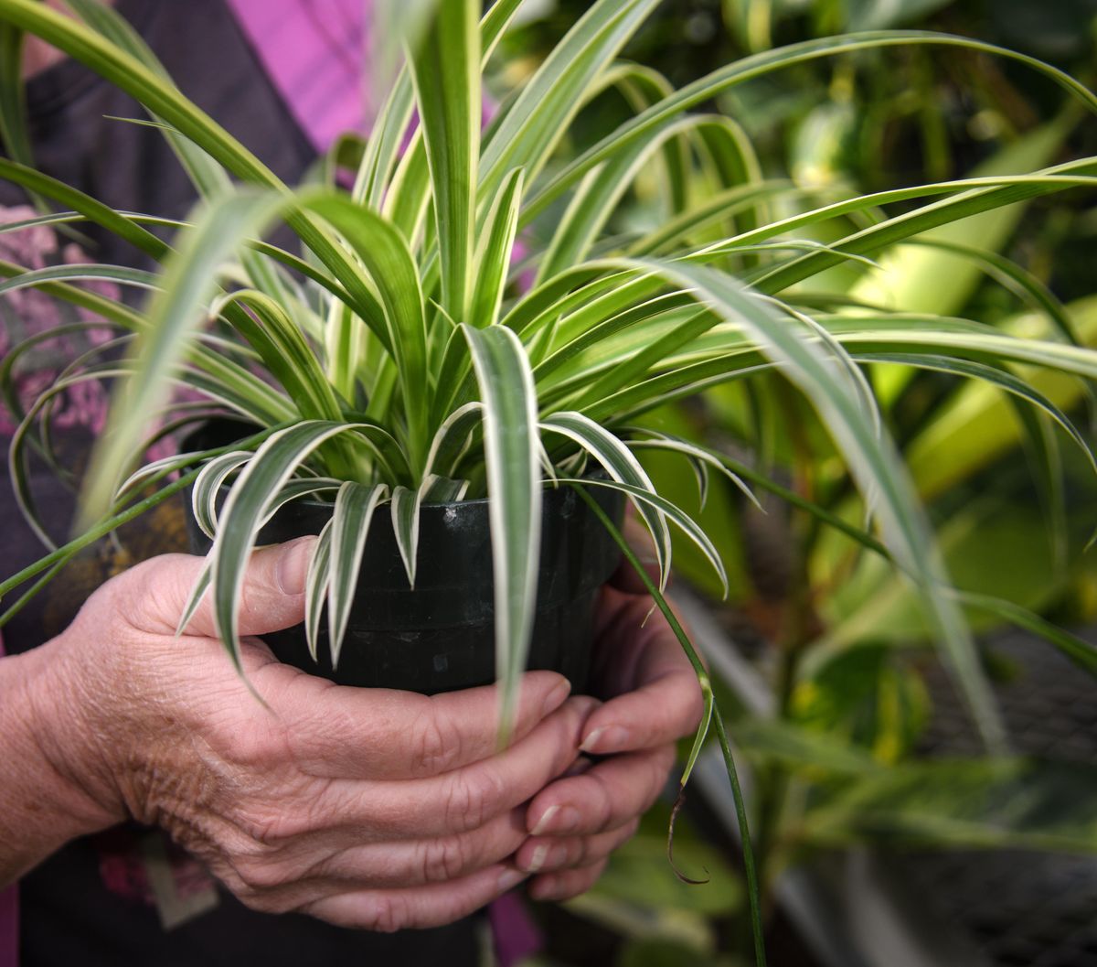 A spider plant at the Gaiser Conservatory in Manito Park. (Dan Pelle / The Spokesman-Review)