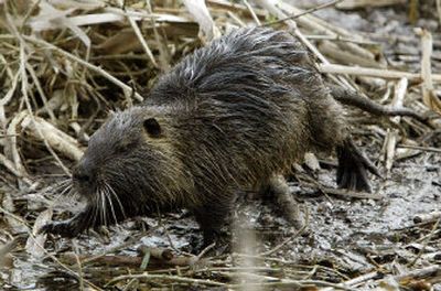 Living with wildlife: Rats  Washington Department of Fish & Wildlife