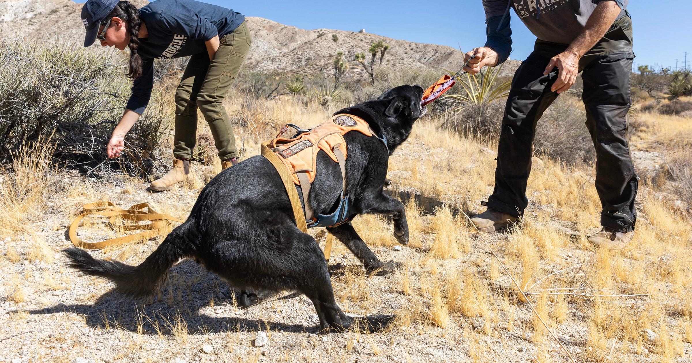 This Joshua Tree highway keeps killing wildlife. Enter the poop-hunting ...