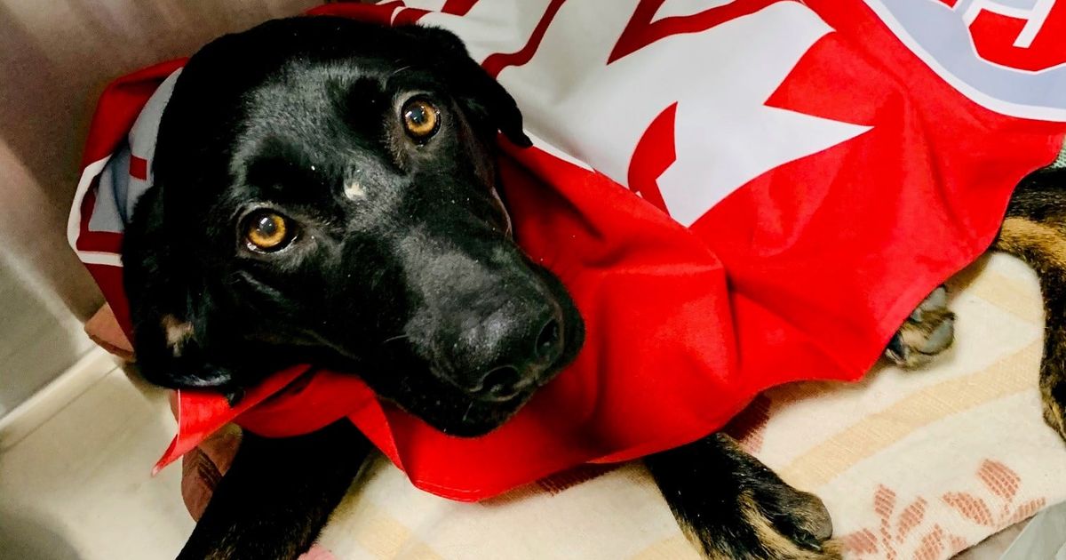 Dog Who Arrived With Two Broken Legs To SCRAPS Heads To WSU For Major dog-who-arrived-with-two-broken-legs-to-scraps-heads-to-wsu-for-major