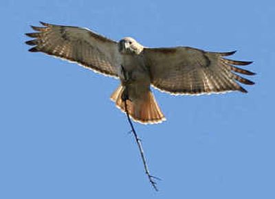 Pale Male, possibly the world's most famous red- tailed hawk, carries a twig in flight earlier this year in New York.
(File/Associated Press / The Spokesman-Review)