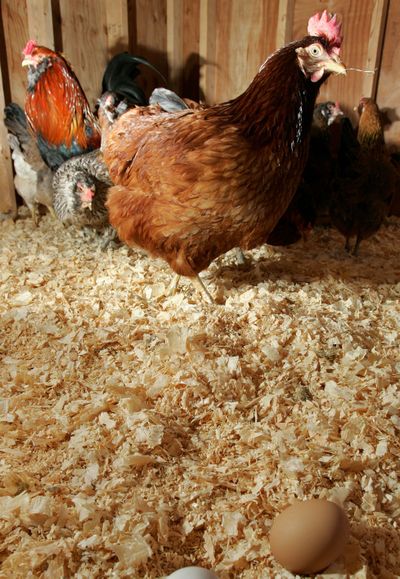 Depending on local ordinances, even the yard of a residence in the city is room enough to raise laying hens. File  (File Associated Press / The Spokesman-Review)