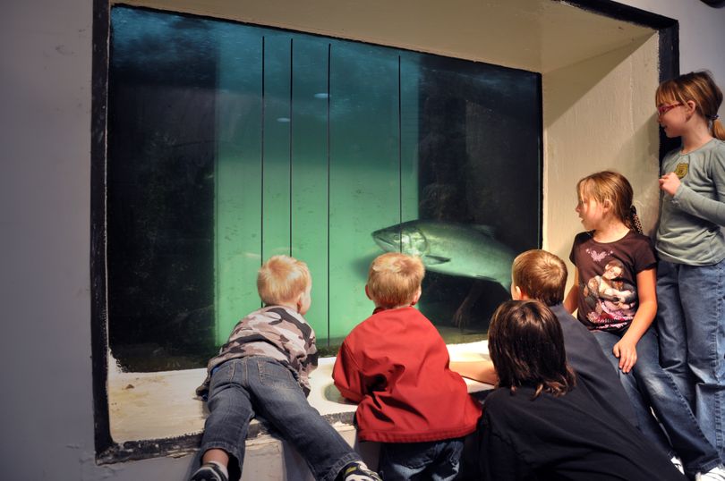 Children watch a fall chinook swim past the north shore fish window at McNary Dam.  ( U.S. Army Corps of Engineers)