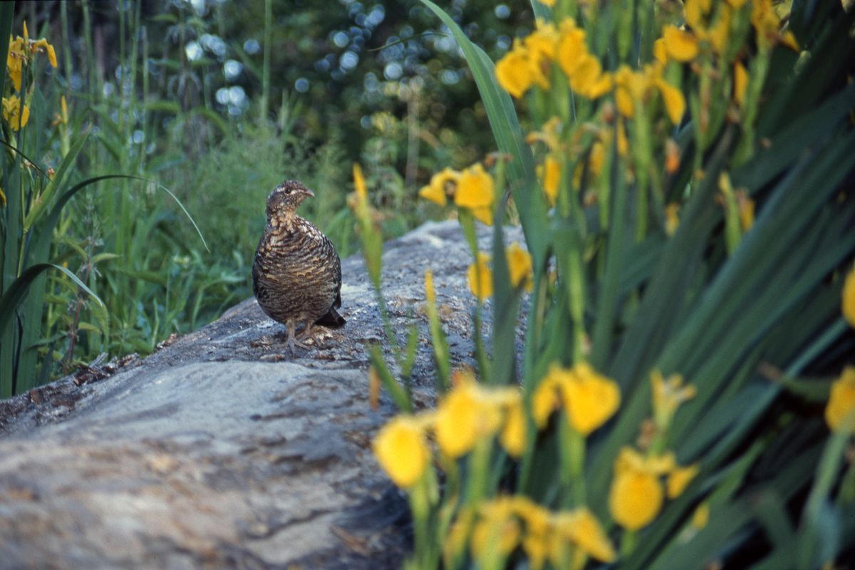A ruffed grouse ventures out on a log among yellow iris as seen from a canoe in the Little Spokane River. (Rich Landers)