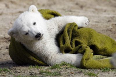 
Knut the polar bear has his first public appearance in the Berlin Zoo on Friday. The bear has received a wealth of publicity after an animal-rights activist suggested putting him down. 
 (The Spokesman-Review)