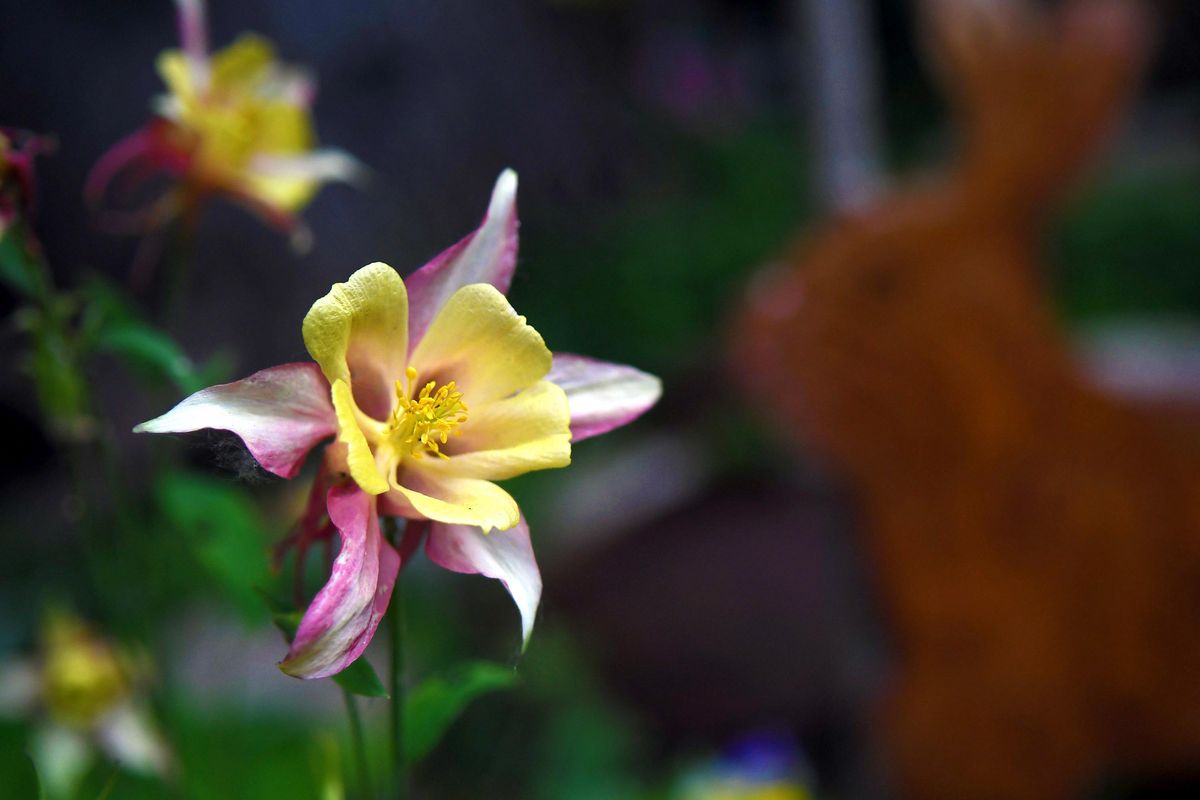 Columbine is in bloom at Judy Danner