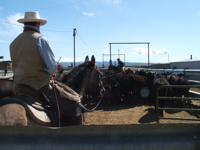 Cattle are rounded up at J.D. Aldecoa Ranch south of Boise Wednesday as part of the new 