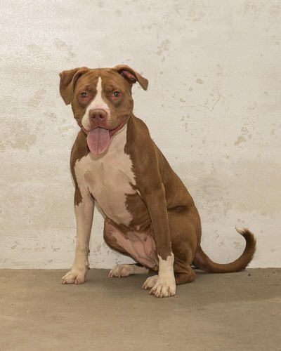 This female pit bull terrier is available for adoption at SCRAPS, Spokane County Regional Animal Protection Service. It’s ID is 06881. (Karen Fosberg / Karen Fosberg)