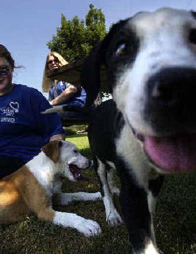 
Volunteers Sandra Pringle, left, and Jennifer Swanson spend time with two puppies in the play area at the Spokane County Regional Animal Care and Protection Services. 
 (Liz Kishimoto / The Spokesman-Review)