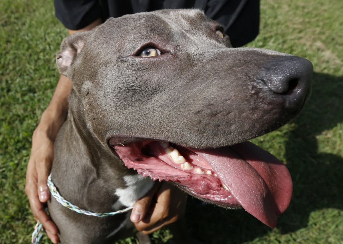 Owner Fights Pit Bull Ban The SpokesmanReview