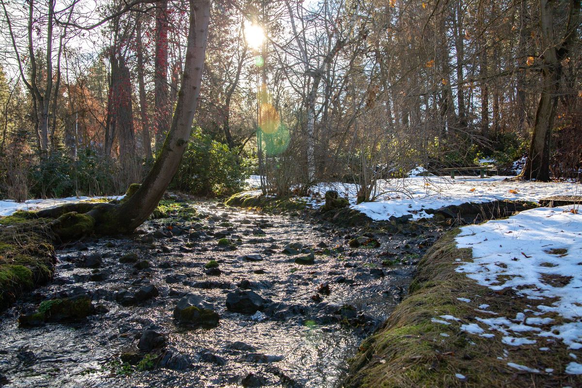 A stream winds through Corey Glen on Dec. 30, 2018 at Finch Arboretum. Plans to maintain and enhance the area focus on everything from soil conditions, to pruning shrubs to making clearer walking paths. (Libby Kamrowski / The Spokesman-Review)