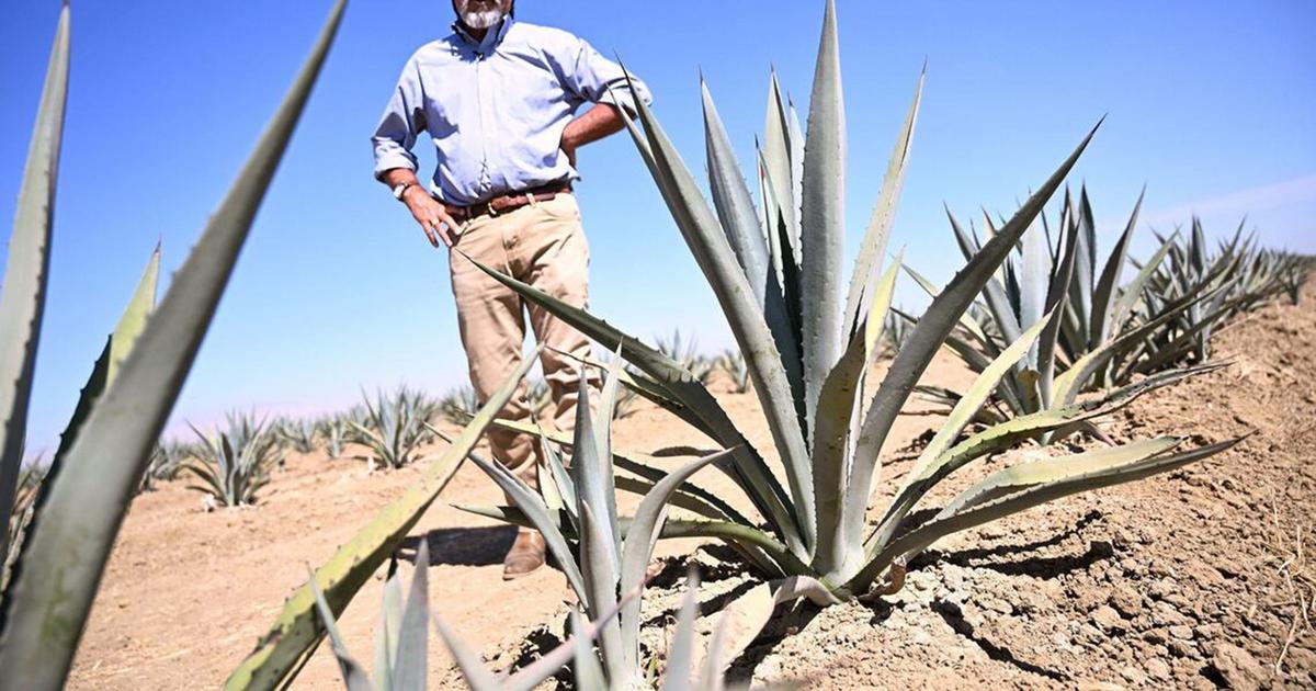 Studies look at ‘less bad' options for farmers facing groundwater cutbacks