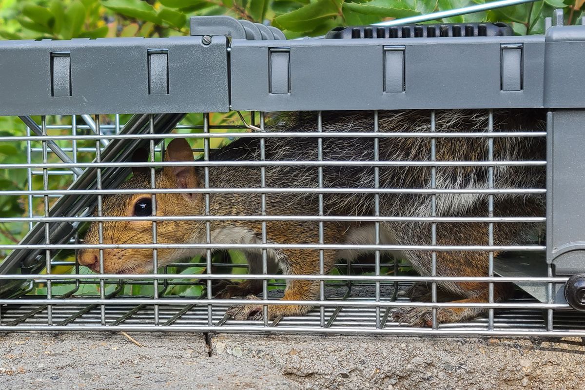 Eastern gray squirrels are non-native, nongame species that can be live-trapped in Washington by persons with a hunting license. But then what do you do?  (Rich Landers/For The Spokesman-Review)