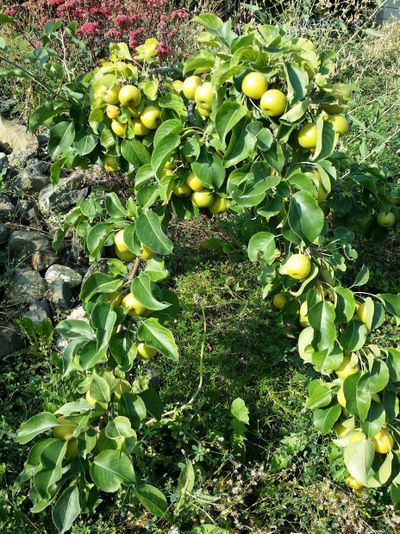 Bumper crop: Reader Chris Lang submitted a photo of this dwarf apple tree, with this caption: “It stands only 3 feet high in an overgrown garden on the South Hill, yet it has about a bushel of apples on its branches.” To submit your backyard photo, visit spokesman.com/ reader-photos/. (Courtesy of Chris Lang)