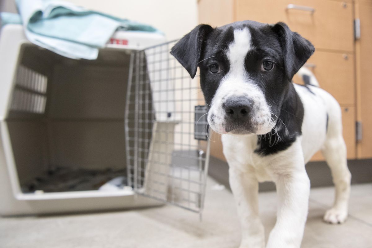 Charlie, a 3-month-old dog found in a sealed plastic tote by the side of Interstate 90 early Tuesday, Nov. 14, 2017, by a trucker, is now at SCRAPS. He will be taken home by a foster family to be socialized and to keep an eye on his physical health. (Jesse Tinsley / The Spokesman-Review)