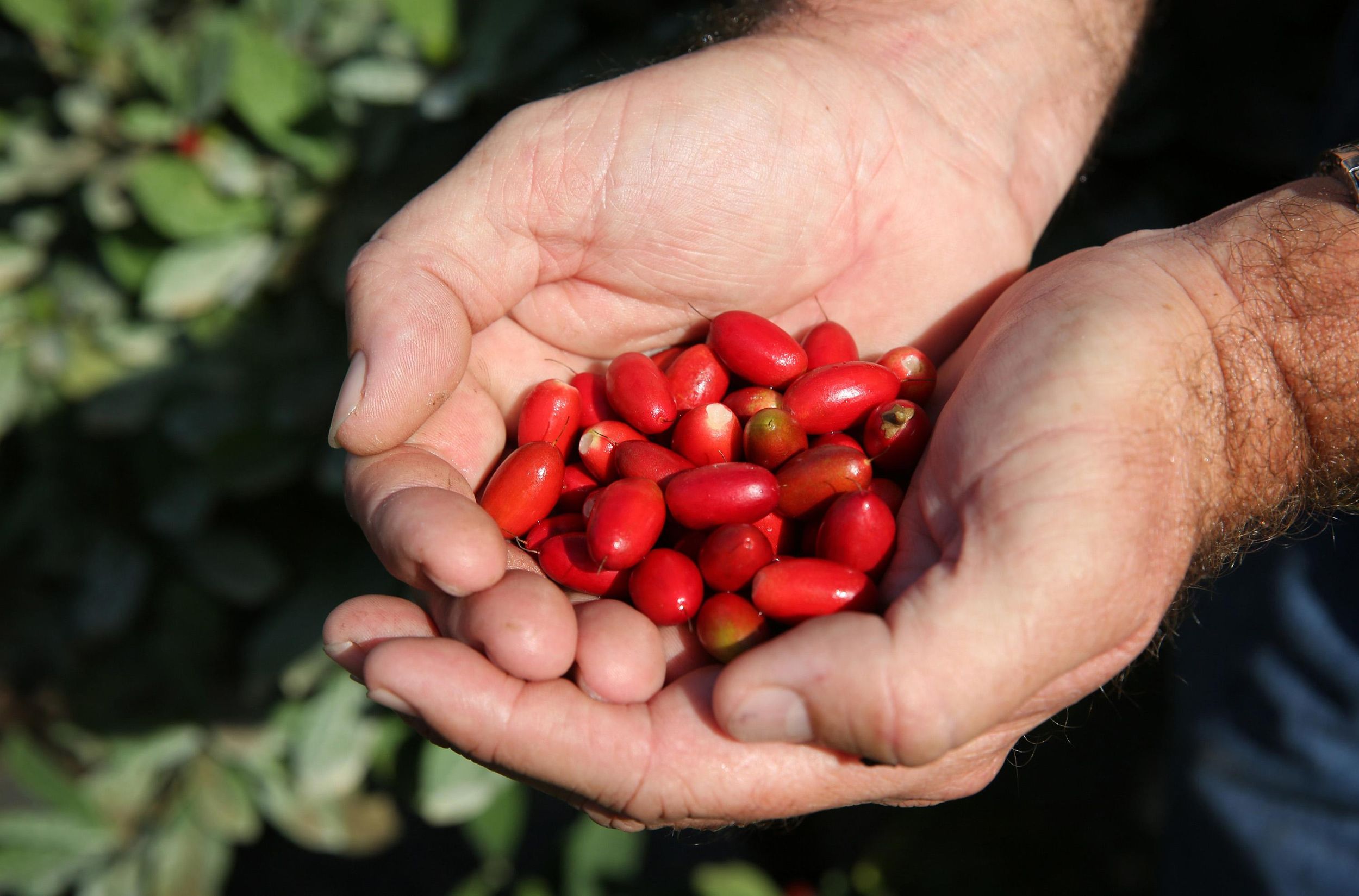 Miracle fruit comes to the rescue; thousands of cancer patients taste
