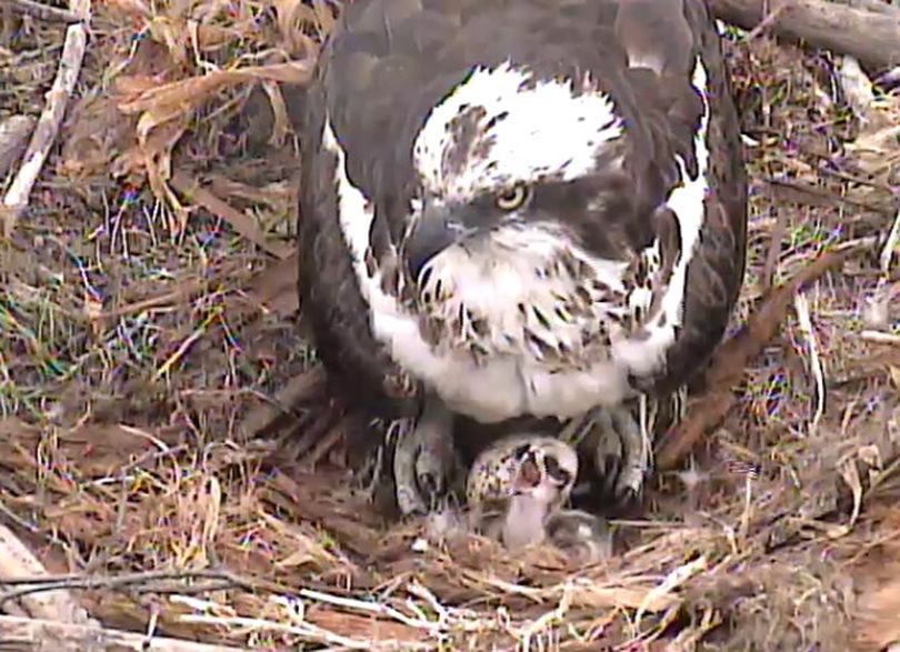 One osprey chick has hatched as can be seen on the Sandpoint Osprey Cam at Memorial Field, courtesy of SandpointOnline.com. This screen shot was taken at 12:18 p.m. Tuesday, June 19, 2012. (Courtesy of SandpointOnline.com)