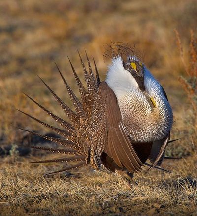 Male sage grouse strutting in Montana. (Jaimie Johnson)