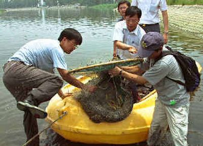 
Officials of Hong Kong's agriculture department catch a 4-year-old saltwater crocodile at a Hong Kong river after it was trapped in a steel noose Thursday. 
 (Associated Press / The Spokesman-Review)