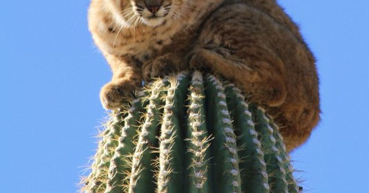 Bobcat on pins and needles when pursued by cougar