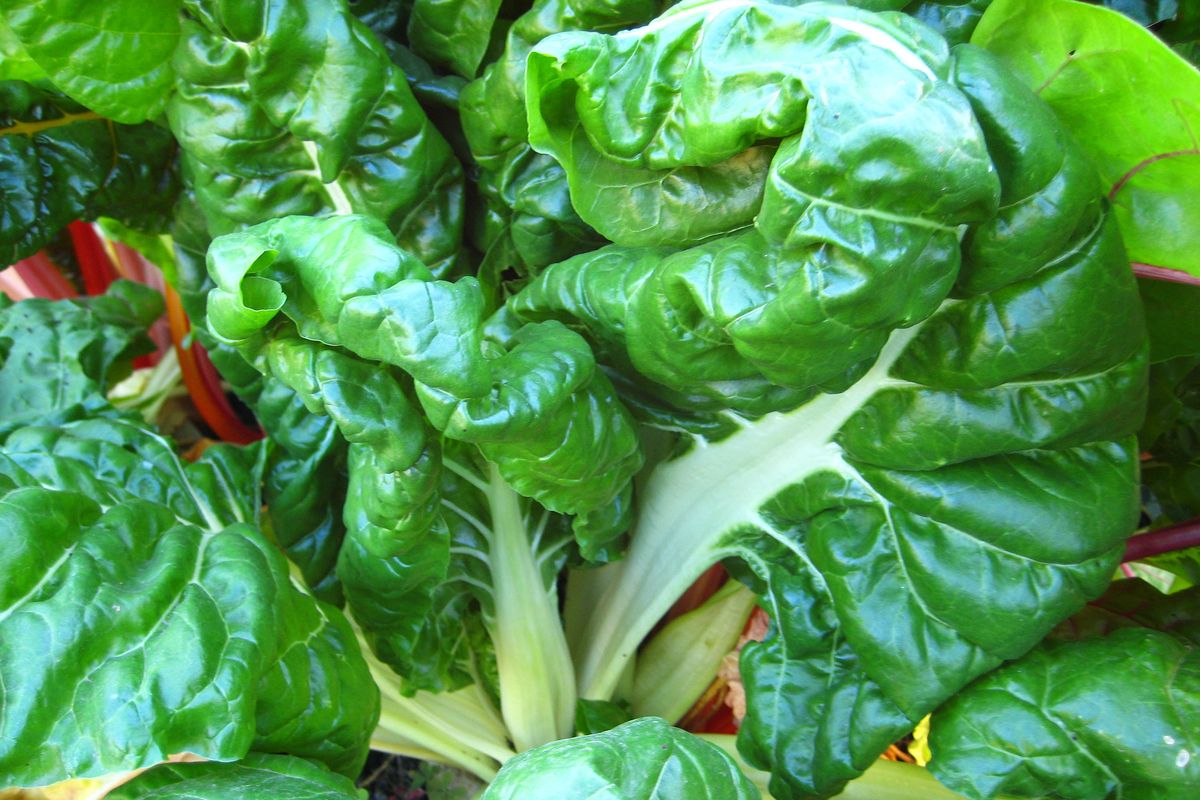 If you’re inundated with Swiss chard leaves, it’s possible to saute and freeze them for later use.  (SUSAN MULVIHILL/FOR THE SPOKESMAN-REVIEW)