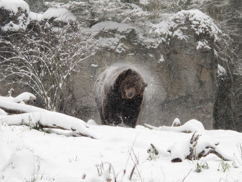 A grizzly bear shakes of snow on Jan. 18, 2012. (Kirsten Pisto)