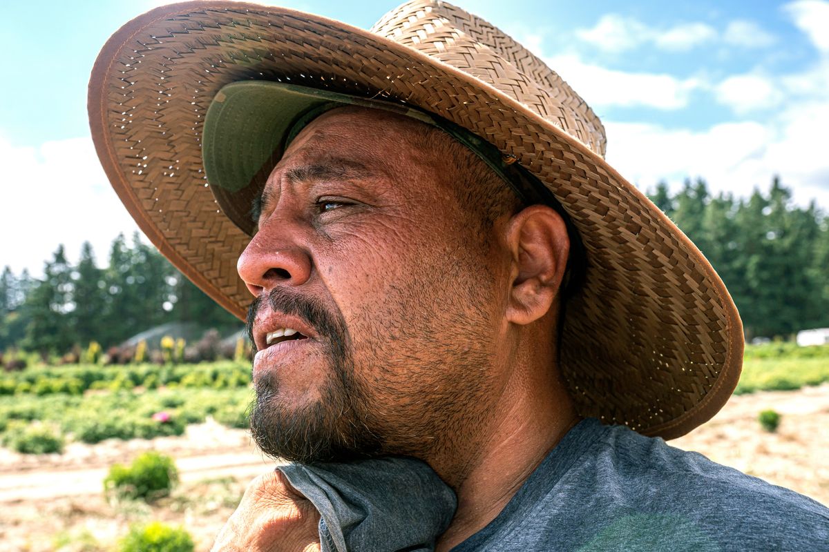 A farmworker, who declined to give his name, wipes sweat from his neck while working, Thursday, July 1, 2021, in St. Paul, Ore., as a heat wave bakes the Pacific Northwest in record-high temperatures.  (Nathan Howard)