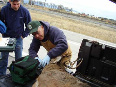 
Steve Zender of Chewelah, a wildlife biologist with the Washington Fish and Wildlife Department, studies a deer at a hunter check station. Zender is the agency's 2006 Employee of the Year. Photo courtesy of the WDFW
 (Photo courtesy of the WDFW / The Spokesman-Review)