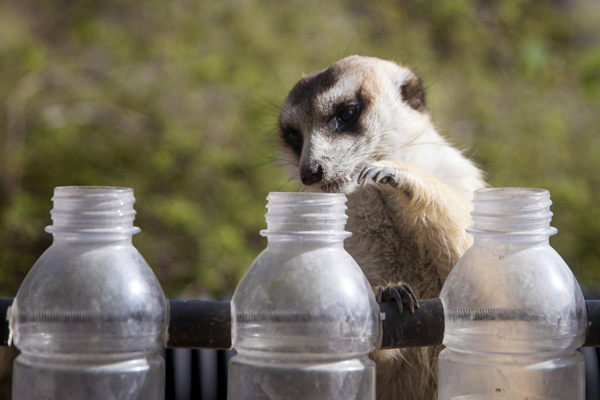 Cincinnati Zoo and Botanical Garden animal enrichment - June 5, 2019