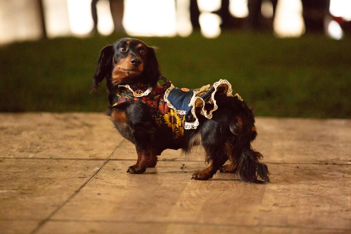 Lucy the dachshund stops in her tracks during an Oktoberfest “wiener dog race” on Sunday, Sept. 29, 2019, at the CenterPlace Regional Event Center in Spokane Valley. Lucy is owned by Audrey DeRosierand placed second in the 9-and-younger purebred category. The races benefited Dachshund Rescue NW. (Libby Kamrowski / The Spokesman-Review)