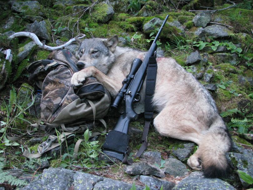 This Sept. 1, 2009 file photo provided by Robert Millage shows his rifle with a wolf he shot on the first day of wolf hunting season along the Lochsa River in Northern Idaho. A temporary court order in Oregon has barred wildlife authorities from killing wolves that attack livestock for the past year. While Oregon has seen wolf attacks on livestock remain static while wolf numbers has risen to 46, Idaho last year saw the numbers of livestock attacks rise dramatically as hunters and wildlife agents killed 422 wolves. Wolf advocates hope tha ccidental experiment will lead other states to reconsider lethal controls as wolves spread through the West. (Robert Millage)