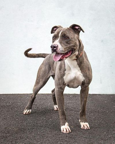 Pit bull terrier, neutered male Smokey is active, playful and strong so he needs a person willing to train him. (Karen Fosberg / Spokane County Regional Animal Protection Service)