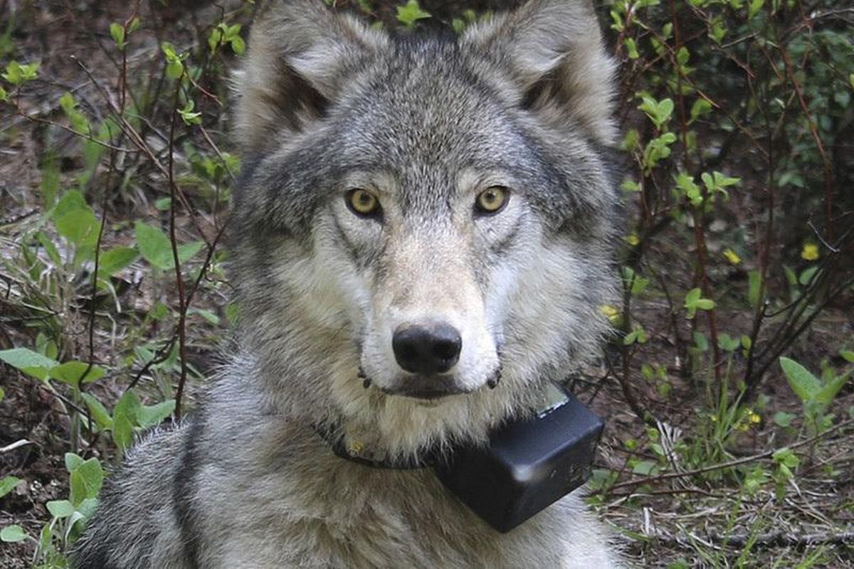 This March 13, 2014 photo provided by the Oregon Department of Fish and Wildlife shows a female wolf from the Minam pack outside La Grande, Ore., after it was fitted with a tracking collar. A pair of bills to encourage more people to kill wolves drew spirited debate at the Montana Legislature’s Fish, Wildlife and Parks Committee Jan. 31. (Uncredited / AP)