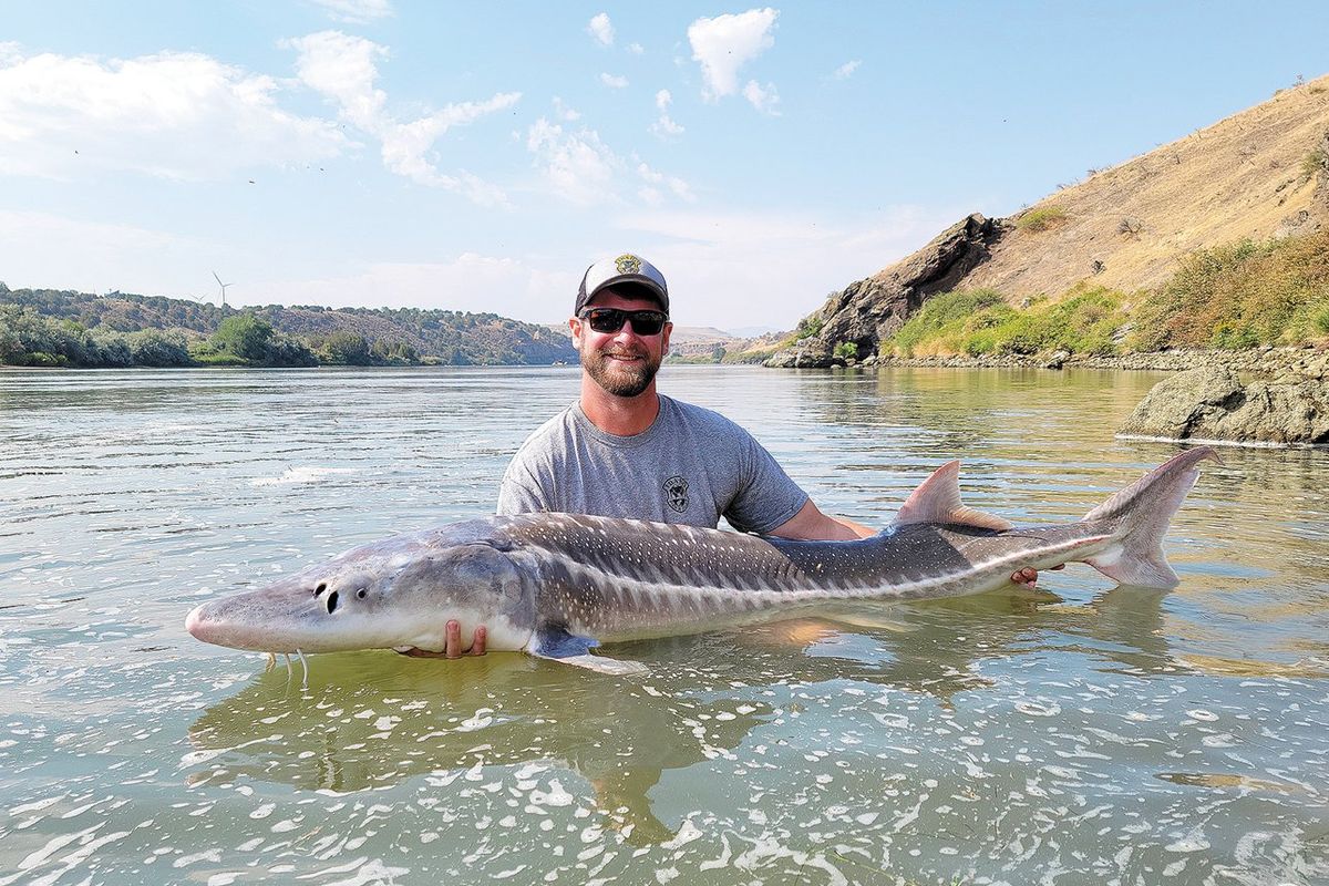 Nate Tillotson, a fish tech with Idaho Fish and Game, poses with a white sturgeon in the Snake River. Washington fishery managers plan to change the Lake Roosevelt sturgeon fishery to a fall fishery in 2023, a move designed to protect wild adult sturgeon.  ((Courtesy of Idaho Fish and Game))