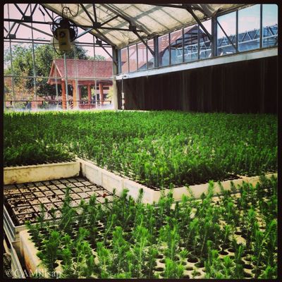 Photo: Seedlings grown at Arbor Day Farm are ready to be sent to new Arbor Day Foundation members 
 (Cheryl-Anne Millsap / photo by Cheryl-Anne Millsap)