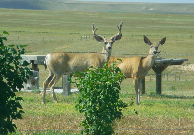 Mule deer pose in a shooting range on private property in Western Montana. (Andrew Olcott)