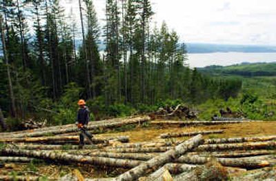 
A logger walks over cut timber in July 2003 in the Olympic National Forest. The state is asking the federal government to approve a 50-year conservation plan. 
 (Associated Press / The Spokesman-Review)