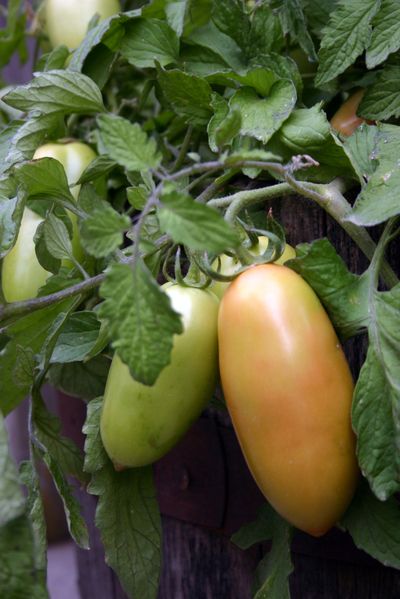 A cool spring and summer have left local gardeners with crops of green tomatoes.  (Lorie Hutson)