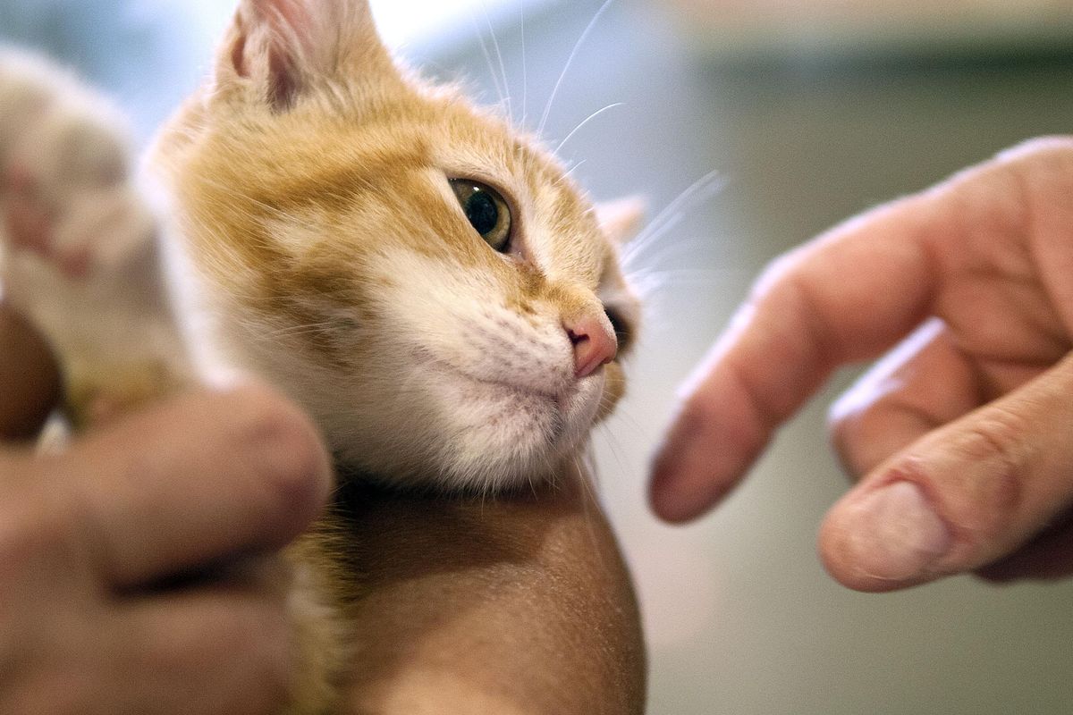 A kitten is  held by it’s new owner, Yumiko Nadler, at SCRAPS on Wednesday, Aug. 9, 2017. Adoption fees for cats are half-price until Aug. 13. (Kathy Plonka / The Spokesman-Review)