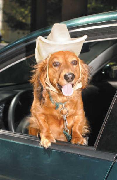 
It's not a good idea to let pets roam free in the car.
 (SHNS / The Spokesman-Review)
