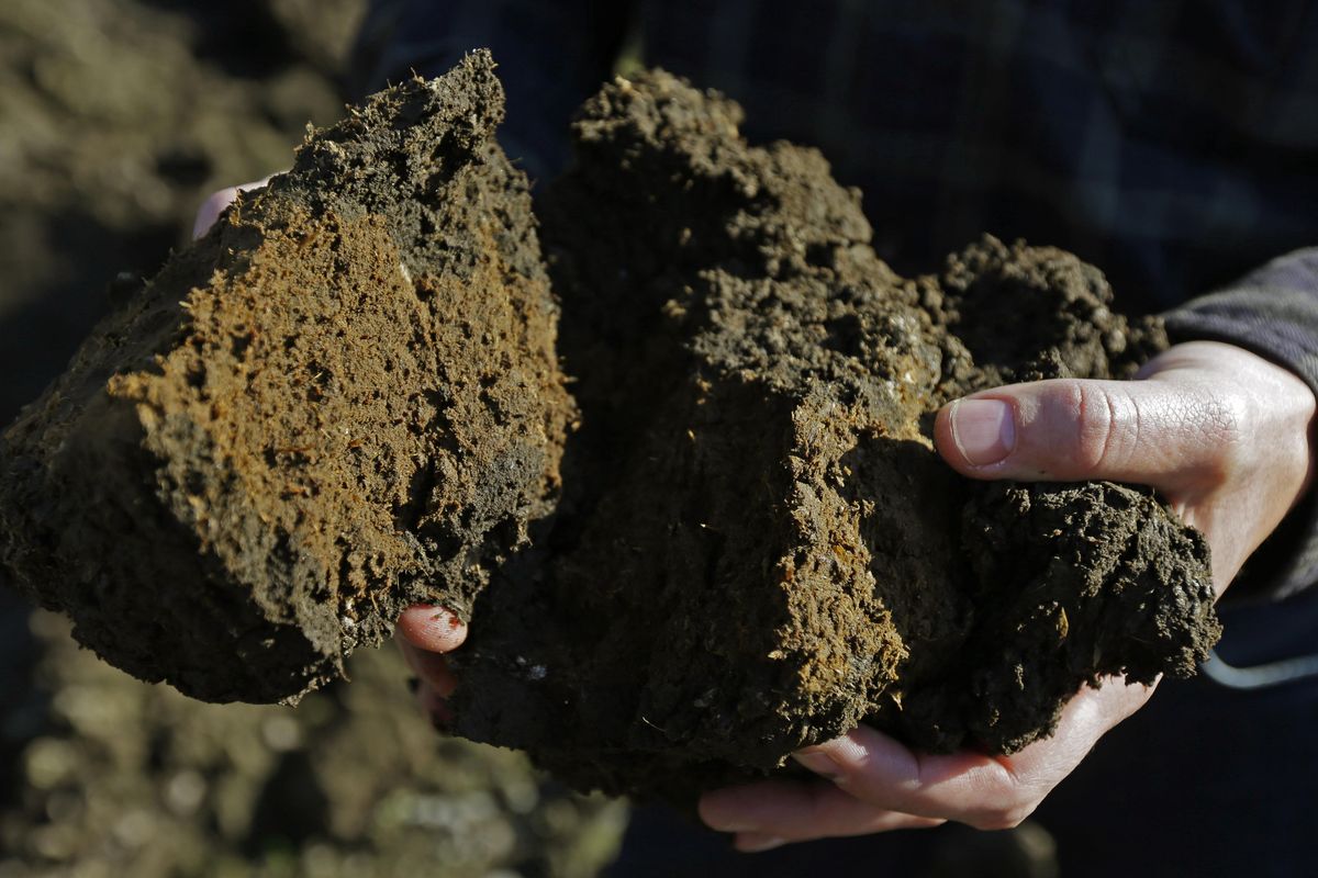 Matt Hofmann, the master distiller at Westland Distillery in Seattle, holds a piece of peat during a visit to a peat bog on Washington state’s Olympic Peninsula near Shelton, Wash. (Associated Press)