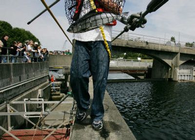 
Mike Leslie, a harvest management biologist for the Muckleshoot Tribe, takes a sockeye salmon in for research Thursday after it was netted from the fish ladder at Ballard Locks in Seattle. Scientists are preparing studies to track sockeye salmon.
 (Associated Press / The Spokesman-Review)