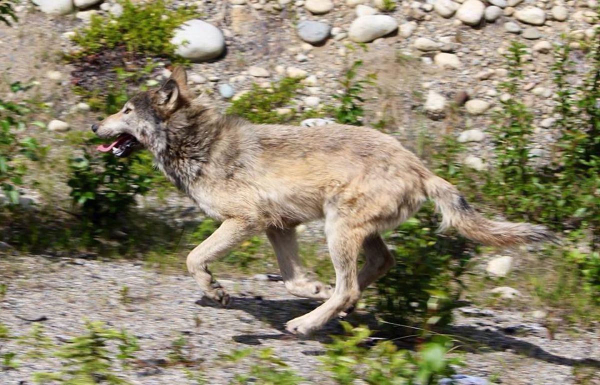 Motorist has photos of wolf that chased Sandpoint cyclist | The ...